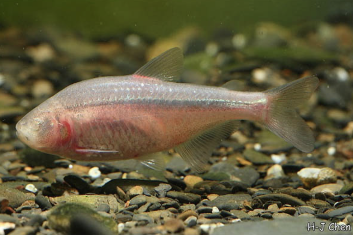 tetras aveugle